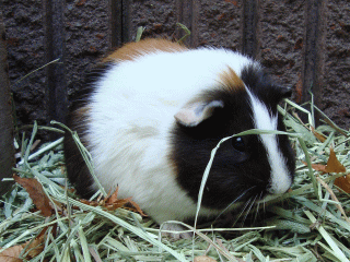 �����s�[