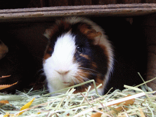 �f�u����