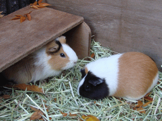 �������b�g